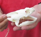 turtleskull
