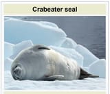 crabeater