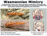Wasmanian Mimicry-enemy