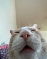 1728883010893066