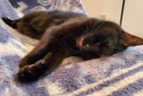 sleeberblep