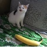1496240100275