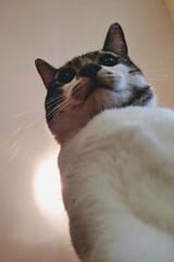 IMG_4559
