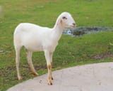 nude sheep