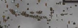 bugs