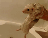 washyourweasel