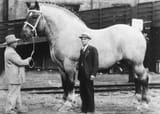 Brooklyn_Supreme_(horse)