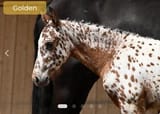 butterscotch_thundercock