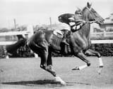 Phar_Lap