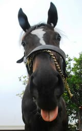 zenyatta
