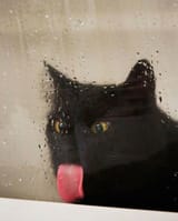 lickyblep