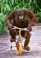 monkeybike