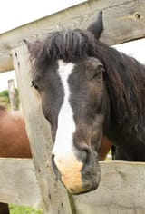 Screenshot 2025-07-26 at 14-32-04 sad horse - Ecosia - Images