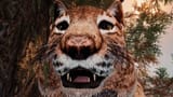 kittycat
