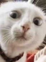 cat googly eyes