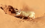 Desert_fennec_._Sahara_fox_in_Morocco