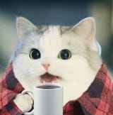 gamedev cat