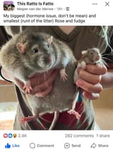 ratto is fatto