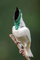 guardian