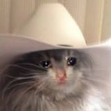 sadcat1