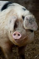 pig