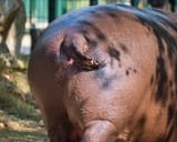 close-up-hippo-s-behind-wagging-his-tail-hippotamus-203014864