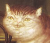 kotek