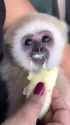 1741574251531427_thumb.jpg