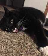 tiredblepmoonie