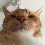 1723772214161285