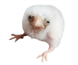 1733065019928759