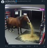 horse