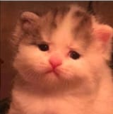 static-assets-upload13853825085387022234