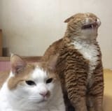 cats in different levels of pain