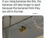 bananathink