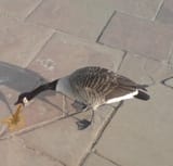 vomitting goose