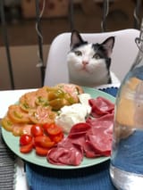 cat breakfast