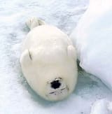 1398831718492 sleepy seal