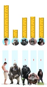 250117_Primate_Penis_Size-medium