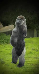 gorilla