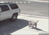 Cat master race defending his thrall from alien attack