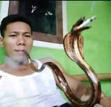 cobra