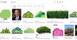 bush