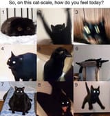 kot