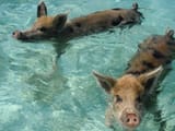 boar