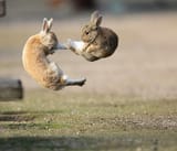 bun attack