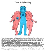 cuttlefish-sex