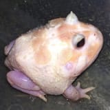 1743801777186440