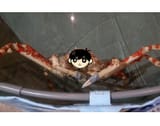It&#039;s him sir