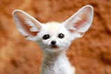 fennec-fox-oversized-ear-one-600nw-2478574455